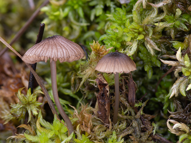 Entoloma cocles